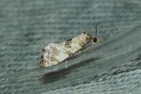 Neocochylis molliculana