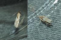 Eucosma gr. cana