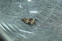 Celypha lacunana