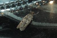 Hofmannophila pseudospretella