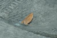 Clepsis consimilana