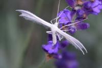 Pterophorus pentadactylus