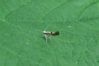 Argyresthia pruniella