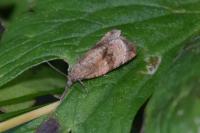 Celypha striana