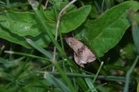 Celypha striana