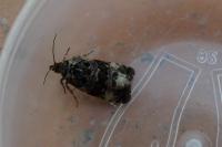 Apotomis sauciana