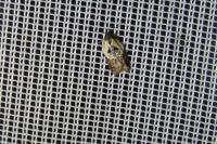 Acleris variegana