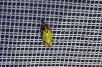 Agapeta zoegana