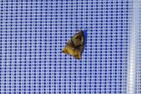 Archips podana