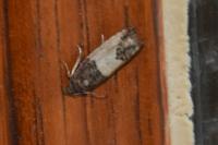 Spilonota ocellana