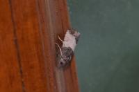 Spilonota ocellana