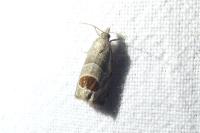 Notocelia uddmanniana
