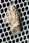 Cydia splendana