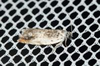 Ancylis laetana