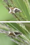 Ancylis badiana