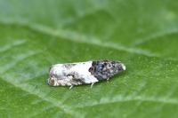Gypsonoma sociana