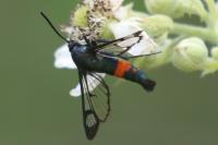 Synanthedon stomoxiformis