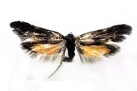 Esperia sulphurella
