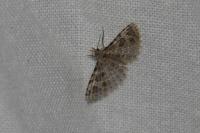 Alucita hexadactyla
