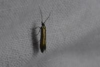 Coleophora