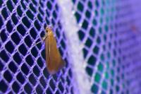 Crassa tinctella