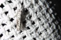 Yponomeuta irrorella
