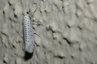 Yponomeuta evonymella