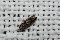Zeiraphera isertana