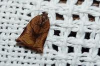 Archips podana