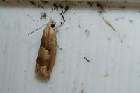 Eucosma conterminana