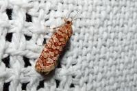 Lozotaeniodes formosana