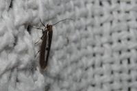 Parahyponomeuta egregiella