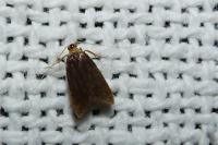 Eurodachtha pallicornella
