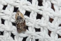 Acleris variegana
