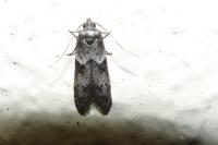 Blastobasis glandulella