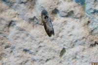 Hedya salicella