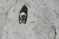 Epiblema foenella