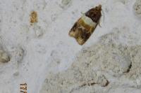 Epinotia festivana