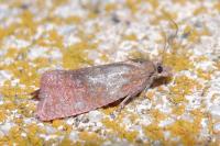 Celypha rosaceana