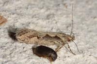 Ornativalva plutelliformis