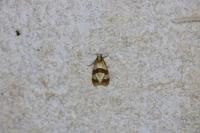 Phalonidia albipalpana