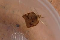 Acleris ferrugana/notana