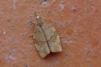Pandemis cerasana