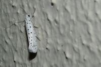 Yponomeuta