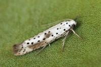 Yponomeuta irrorella