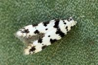Pseudotelphusa scalella