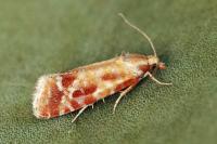 Rhyacionia buoliana