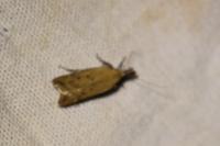 Dichomeris limosella