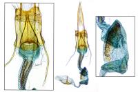 Coleophora alticolella