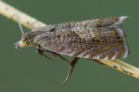 Dichrorampha